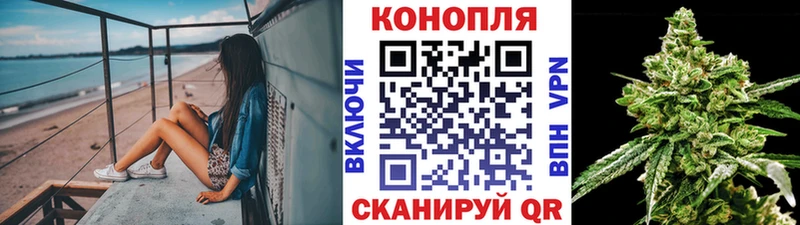 Конопля MAZAR  Багратионовск 